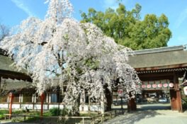 格式ある社殿を桜が彩る
