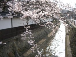 江名子川の上でそっと華を添えるソメイヨシノ