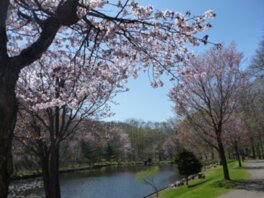 安平町鹿公園の桜