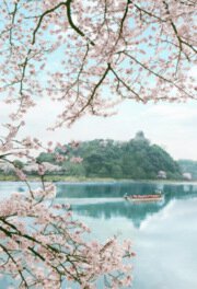 犬山市木曽川河畔一帯の桜