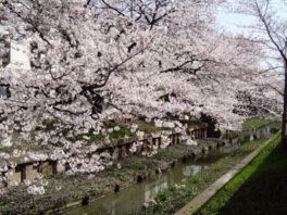 渋川にせり出すように咲き誇る桜