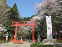 香取神宮の桜