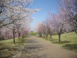 高尾さくら公園の桜
