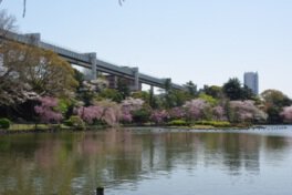 綿打池のほとりでさまざまな桜の花が見頃を迎える