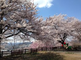 寒河江公園の桜