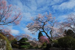 常緑樹の中で桜のピンク色が映える