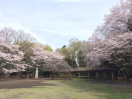 城山公園の桜(神奈川県)