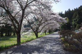中尊寺の桜