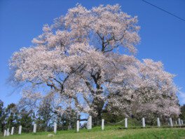樹齢600年を超える一本桜