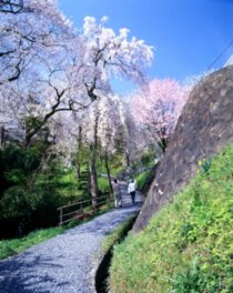 釣山公園の桜