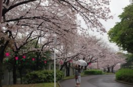 約1000本の桜並木を眺められる