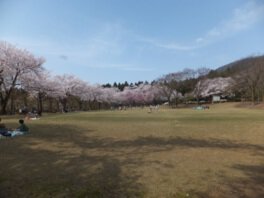 石川県農林総合研究センター林業試験場樹木公園の桜