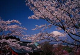 ピンクに染まる満開の桜と青々とそびえる富士山のコントラストが美しい