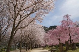 笠置キャンプ場(木津川畔)の桜