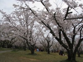 甘木公園の桜(福岡県大牟田市)