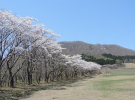 山を背景に咲き誇る桜並木
