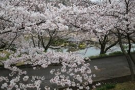 種松山公園西園地の桜