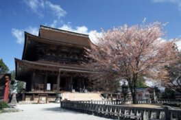 金峯山寺蔵王堂の桜