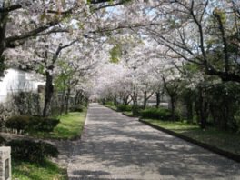 旭ヶ岡公園の桜