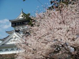 歴史ある名城には桜が似合う