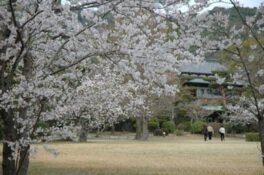 毛利氏庭園の桜
