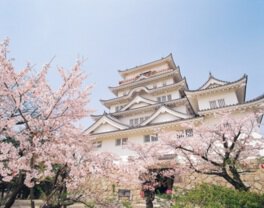 福山城公園の桜