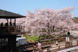 五十鈴川堤の桜