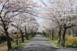太平山の麓から続く遊覧道路には「桜のトンネル」と呼ばれる約2kmの桜並木が続く