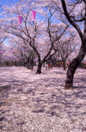 あけぼの山公園の桜