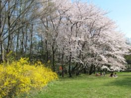 秋ヶ瀬公園の桜