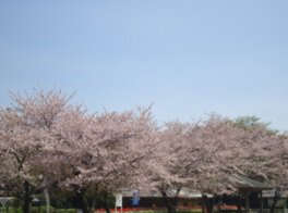 寺山いこいの広場の桜