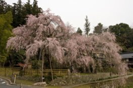 神原の桜