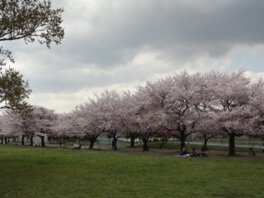 埼玉県県民健康福祉村の桜