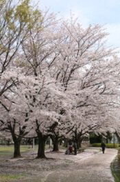 杉戸西近隣公園の桜