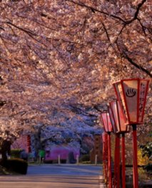 岳温泉の桜