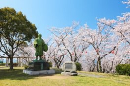 赤穂東御崎公園の桜