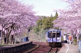 能登さくら駅(能登鹿島駅)の桜