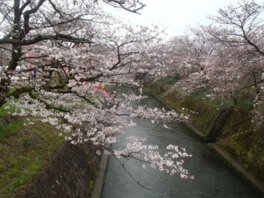 川沿いに桜が並び、圧巻の景色となる
