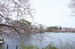 洗足池公園の桜