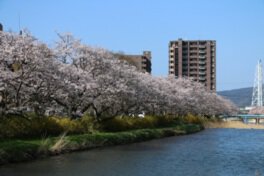 切戸川の桜