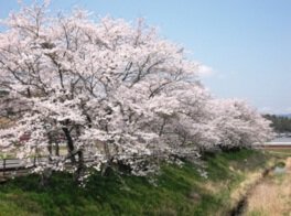 甲南町下野川の桜