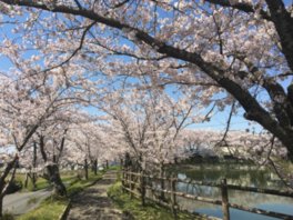 遊歩道沿いの桜並木