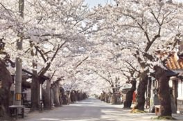 宿場町に出現する桜の天井