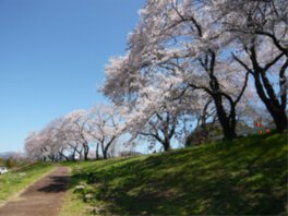 狩野川さくら公園の桜