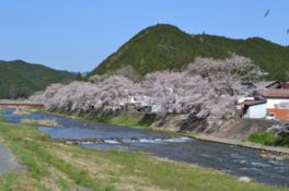 堤防沿いに桜の巨木が並ぶ