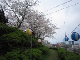 江津丸子山公園の桜