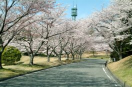 つま恋リゾート彩の郷(さいのさと)の桜