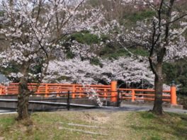 芳嵐園の桜