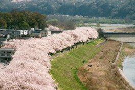多摩川堤防沿いの桜