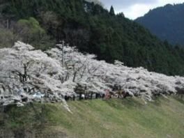 満開の桜が約1000本並ぶ景色は圧巻